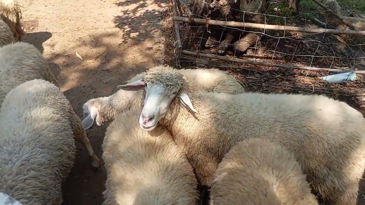 Visiting Farm Hug Sakon Nakhon | Sheep Farm, Rabbit Garden & Fish Pond Experience