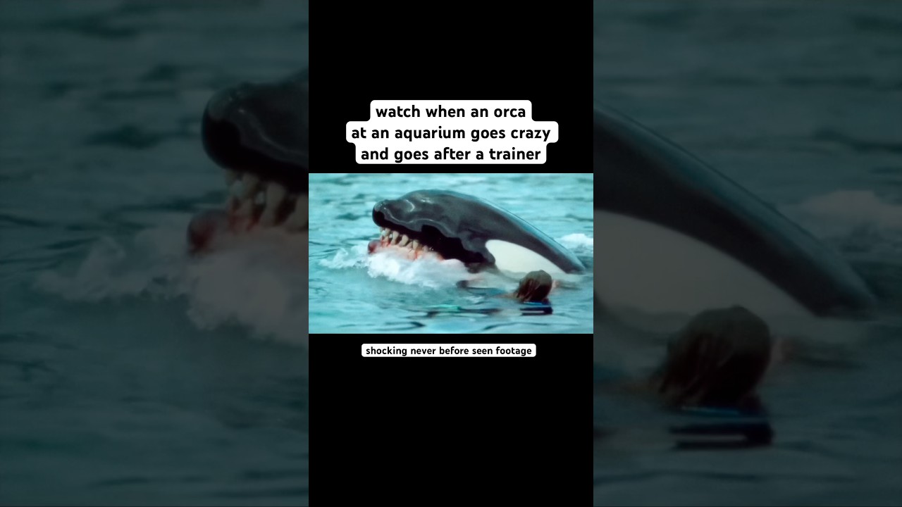 Disturbing video of Orca attacking trainer