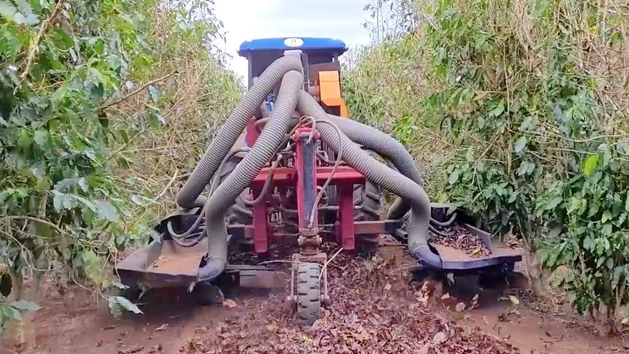 Colheita de Café Mecanizada | Maquina Recolhedora de Café
