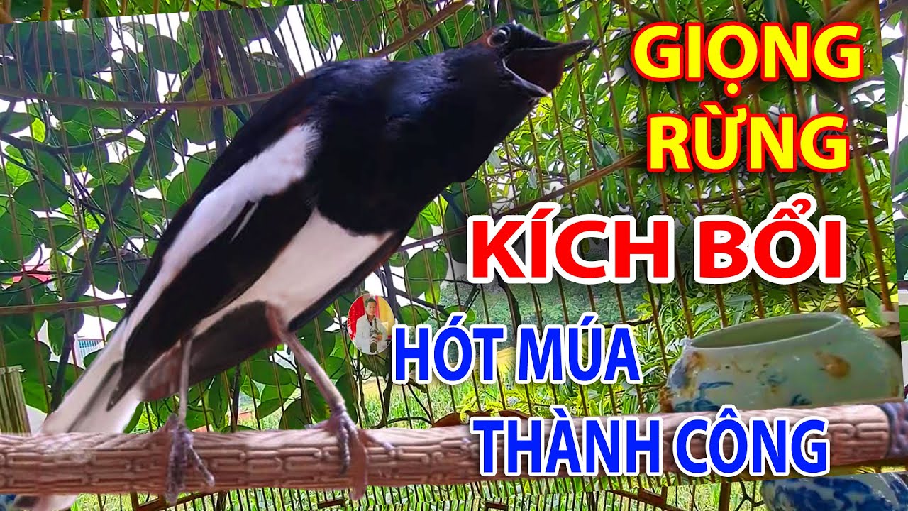 Chòe Than Hót Chuẩn GIỌNG NÚI RỪNG Kích Chòe Than Hót Đấu Luyện Choè than HÓT HAY choe than#choethan