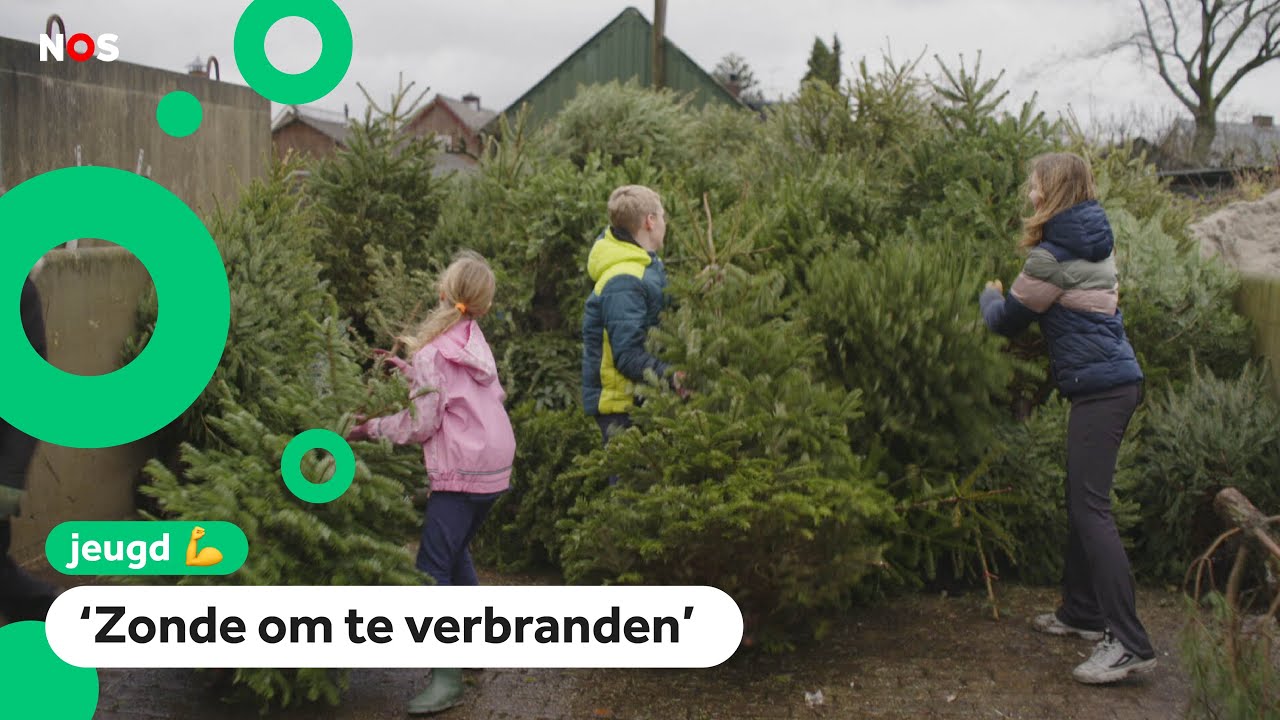 Wat gebeurt er met de 2,5 miljoen Nederlandse kerstbomen?