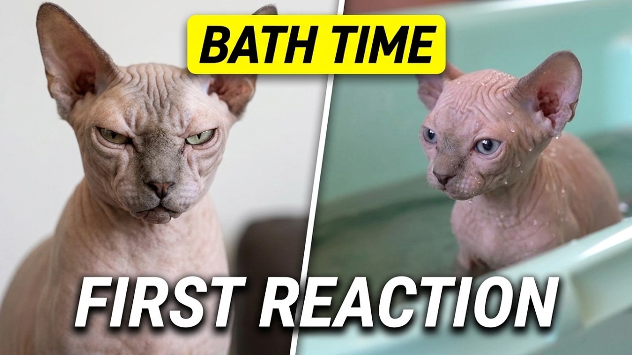 How to Bathe a Sphynx Kitten - The Step-By-Step Guide