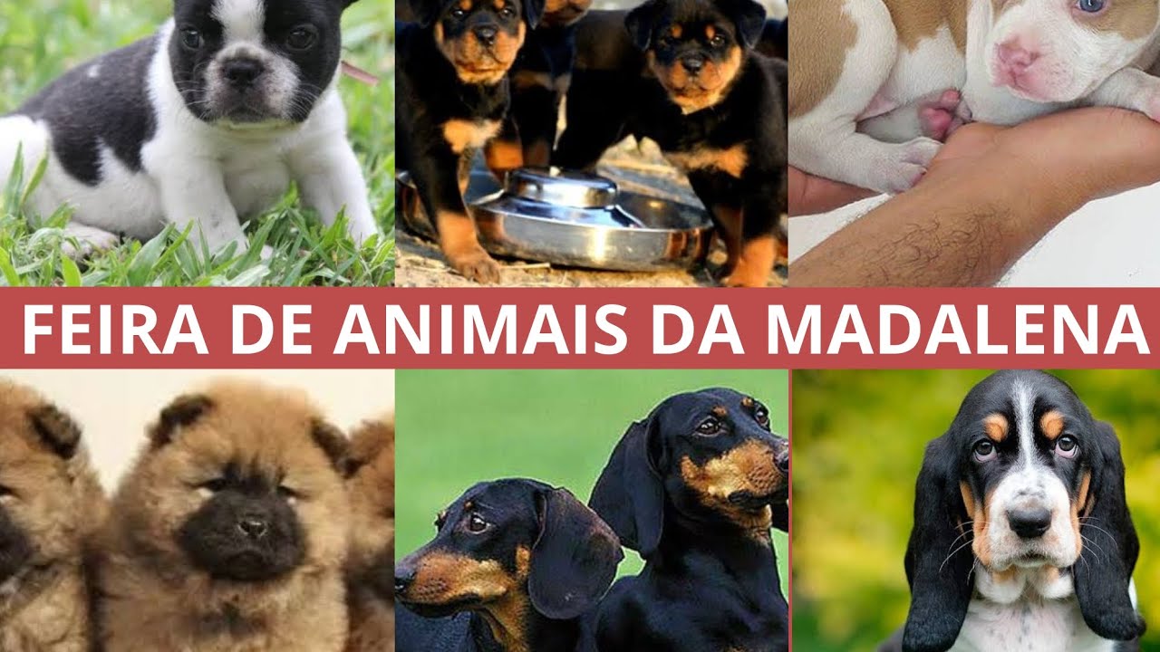 FEIRA DE CACHORRO DA MADALENA PREÇO DE FILHOTES DE CACHORRO 01/10/2023