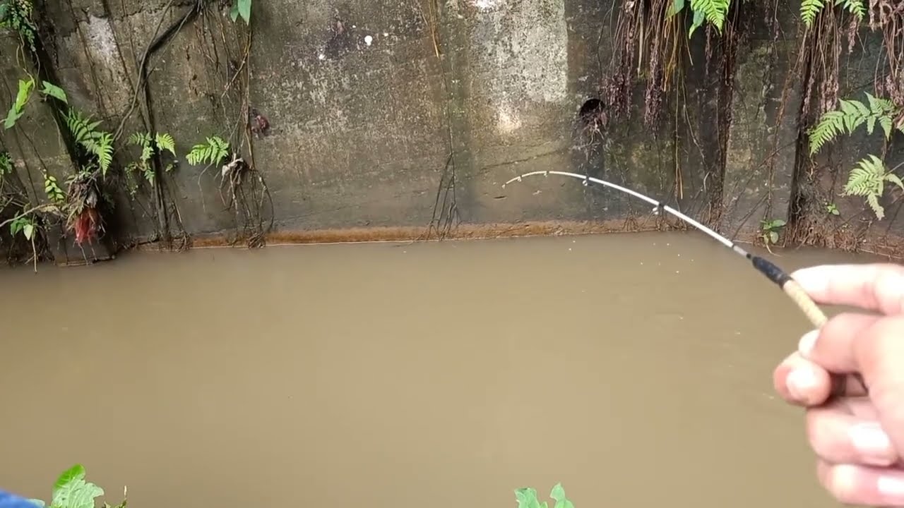TES MANCING WADER PAKE PEMBERAT,, HASILNYA GIMANA ? #mancing wader