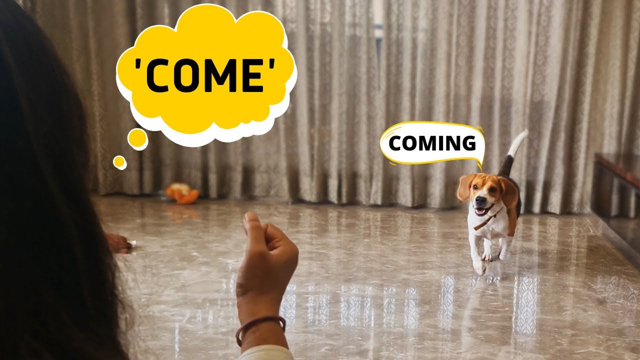 How to Train Beagle to Come to you when Called?