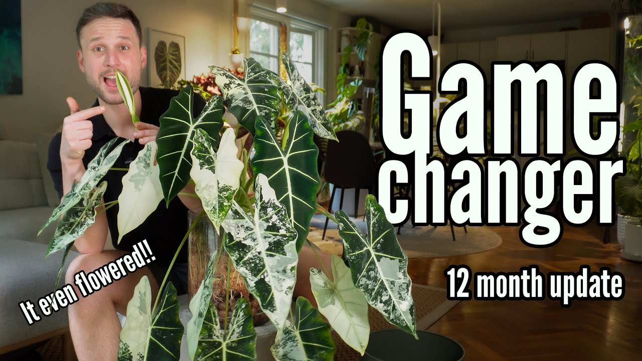 Alocasia Frydek - 12 months of successful growth (finally!!) 