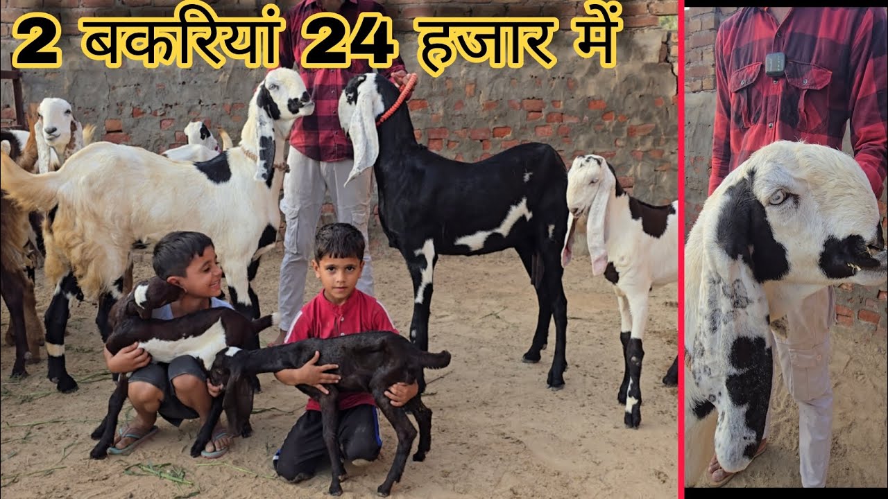 बच्चों वाली दूध के पंजाबी बकरियां बिकाऊ beetal goat's 