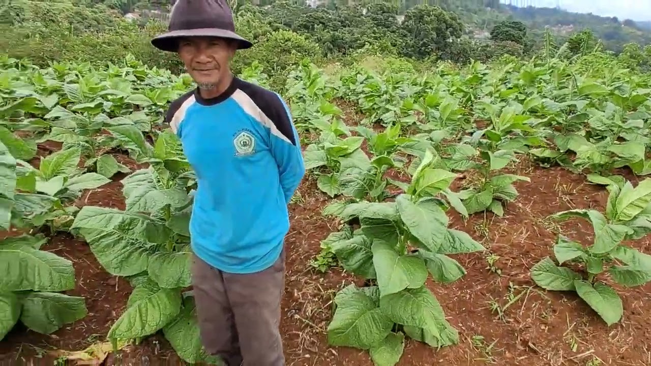 Ketemu petani tembako, ada pesan,  buat #kang #Dedi mulyadi #petani di #dago #bandung #jabar