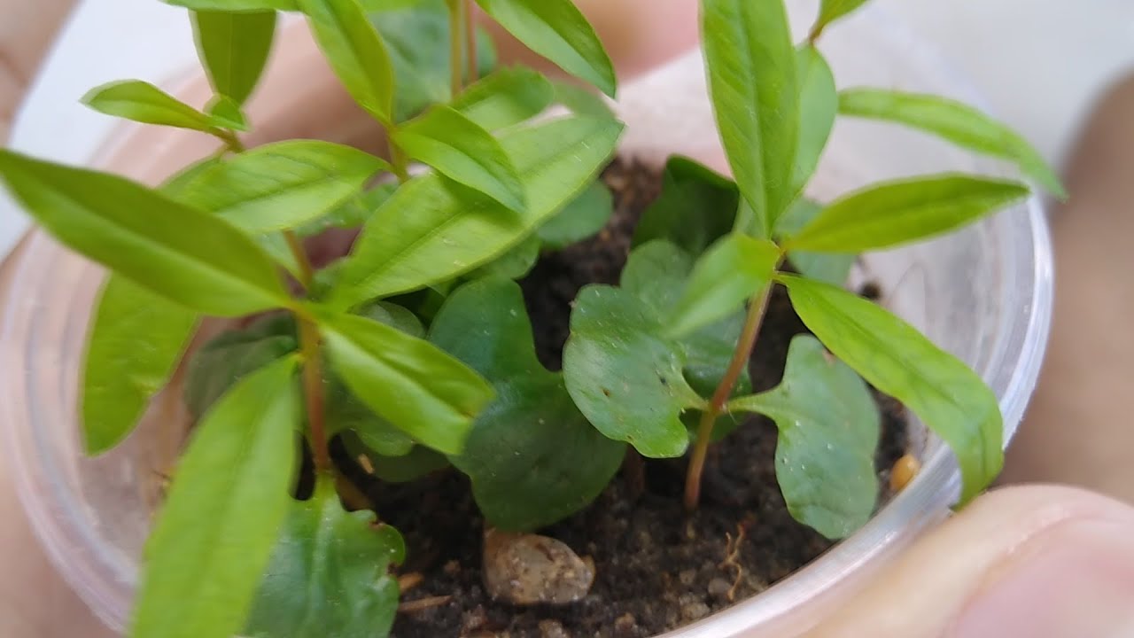 COMO PLANTAR ROMÃ ATRAVÉS DA SEMENTE