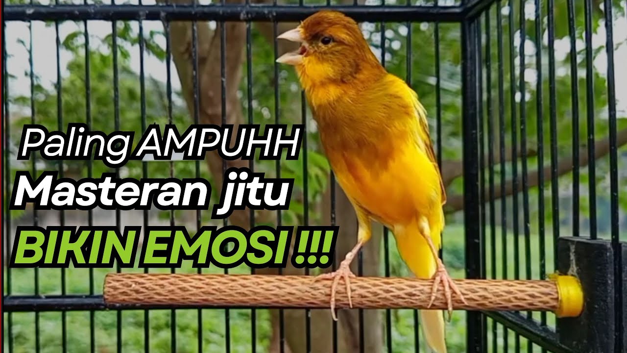 KENARI GACOR Cuit CUIT BIRAHI UNTUK PANCINGAN & MASTERAN Kenari PAUD AGAR BUNYI