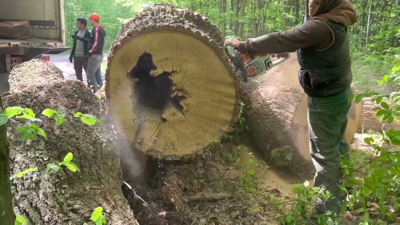 Massive Oak vs STIHL 462 C-M