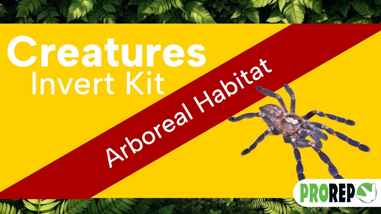 Spider Setup Kit 20x20x30cm Glass Terrarium Ideal for Jumping Spiders, Tarantulas and Mantids