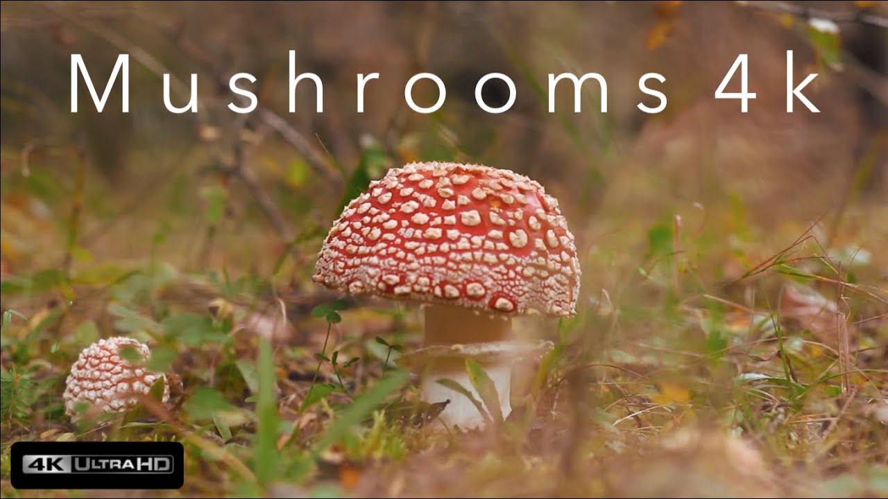 Mushrooms 4k (Ultra HD)⎜Relaxing Music⎜Earth from Above⎢Fly agaric, Fungus, Yellow Mushroom etc. 4k