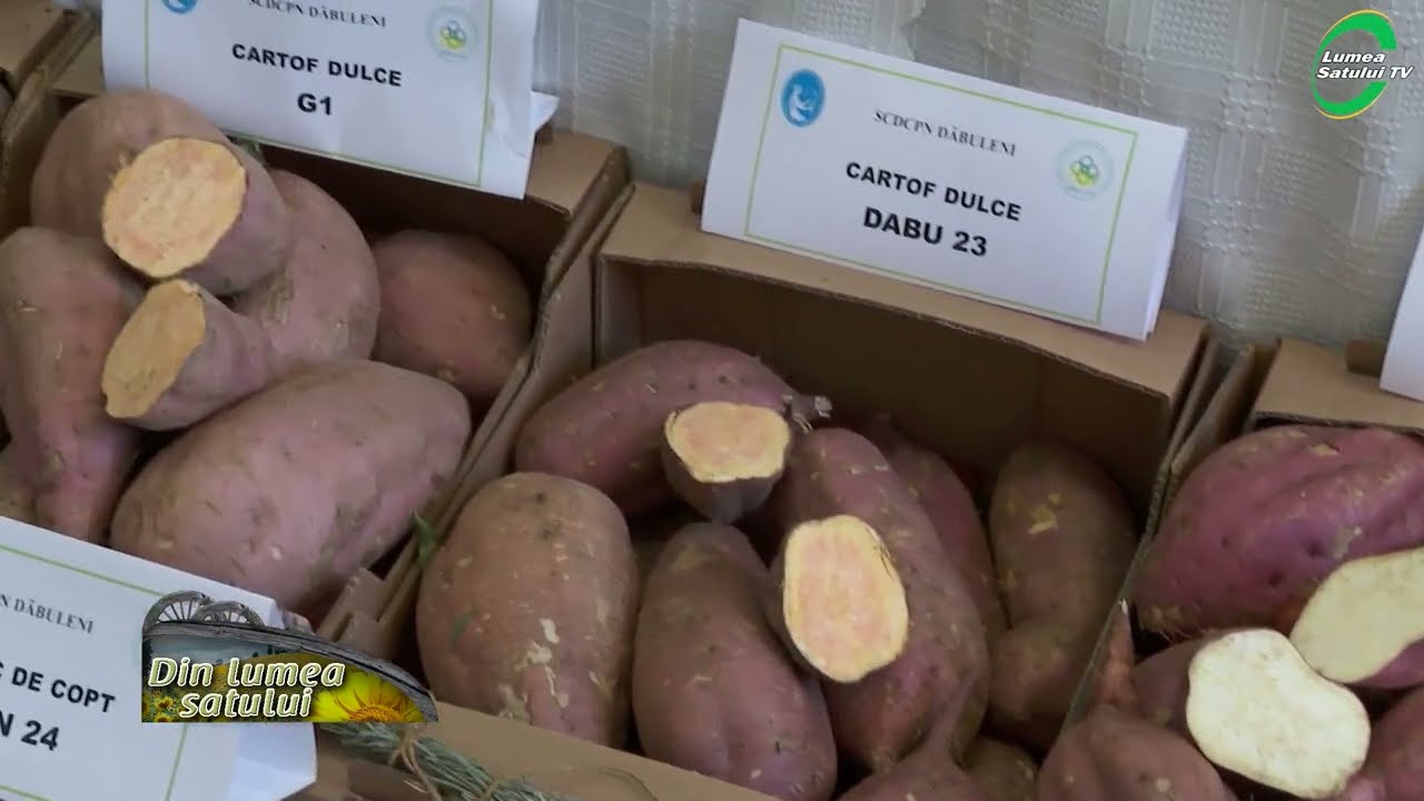 Culturile de nișă, profitabile pe nisipurile din Dăbuleni