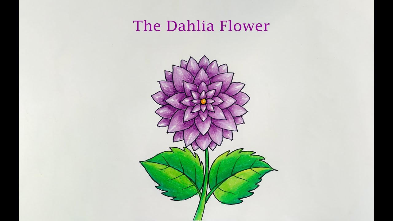 How to draw a Dahlia Flower.