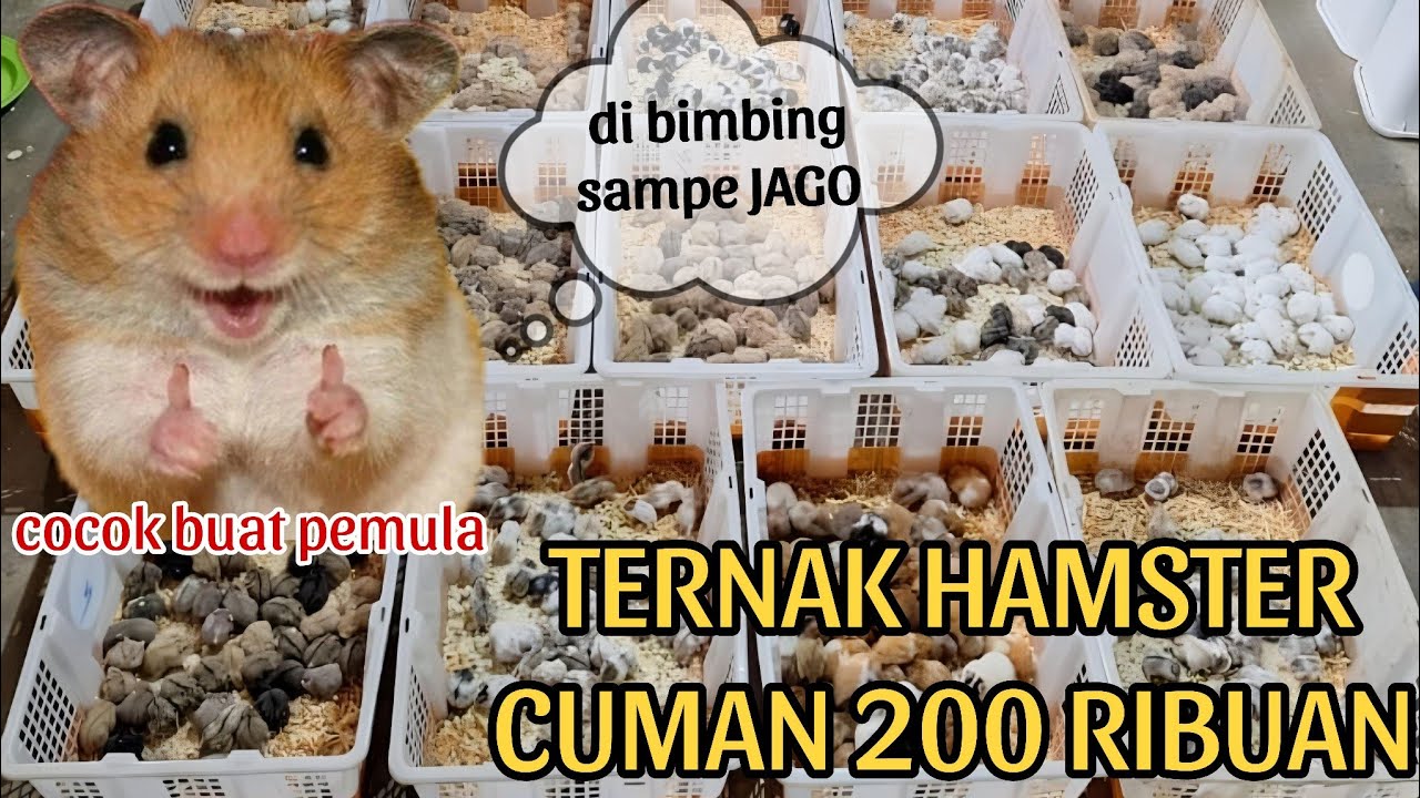 MAU TERNAK HAMSTER❓ TONTON VIDIO  INI  KUSUS BUAT PEMULA