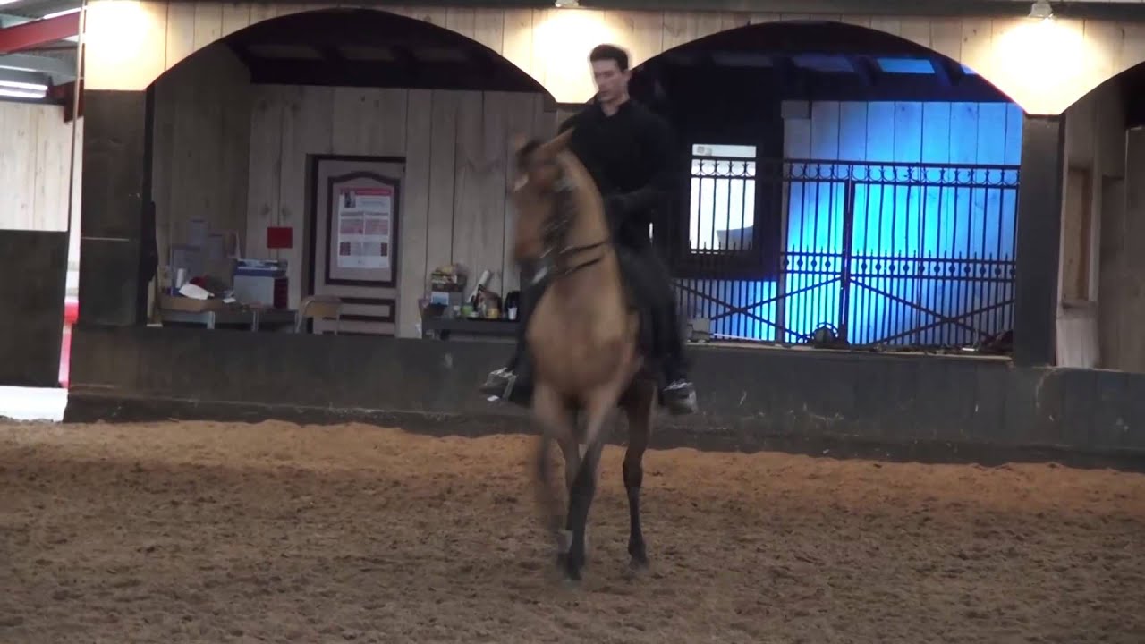 Démonstration Dressage Equestre Charles Hasson  teaser 2