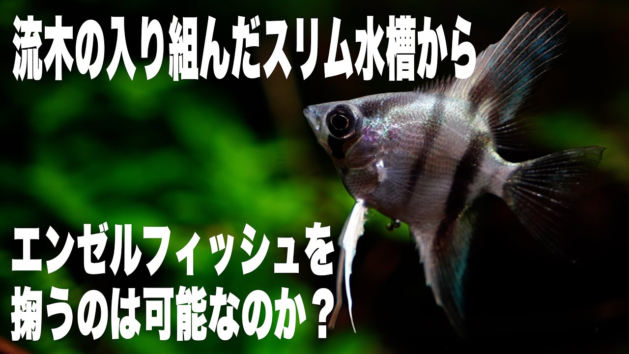 【エンゼルフィッシュ】一年最後の日に水槽を移されるも、のんきで何も気にしない魚がこちら#水草水槽 #熱帯魚 #aquarium #エンゼルフィッシュ#混泳方法