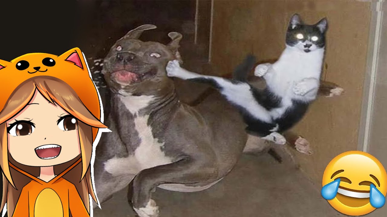 SI TE RIES PIERDES NIVEL DIOS 🤣 VIDEOS GRACIOSOS DE GATITOS | Mandarina Reacciona