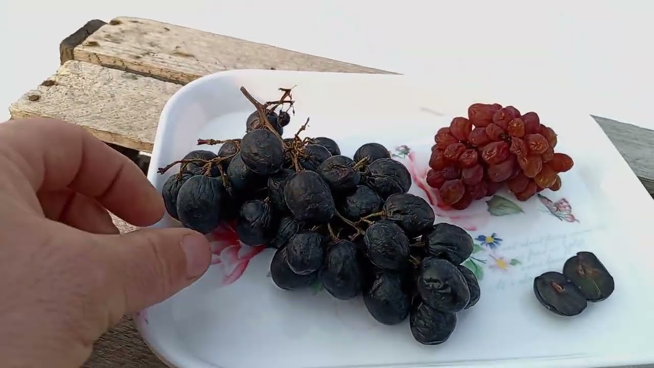 Виноград в Приморском Крае🍇Какой 🍇посадить в 2026году?????!....☝️👌🍇🤗