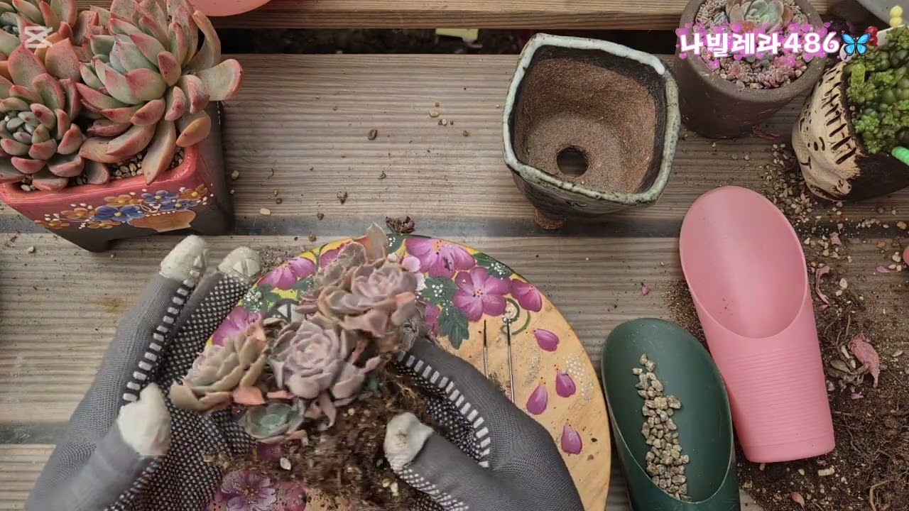 🦋생파 끝나고 나불나빌🦋
