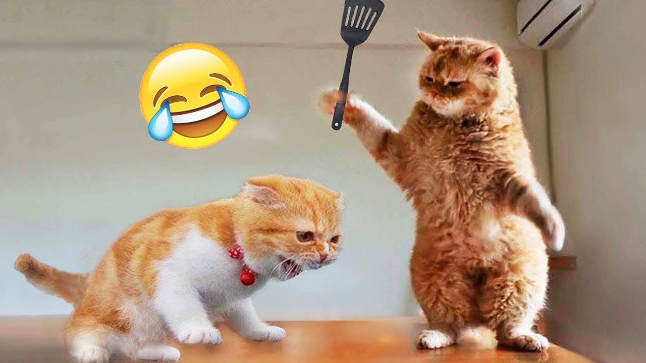 Nuevos clips de perros y gatos más divertidos de 2025 😹🐶Intenta no reírte 😍 Parte 3
