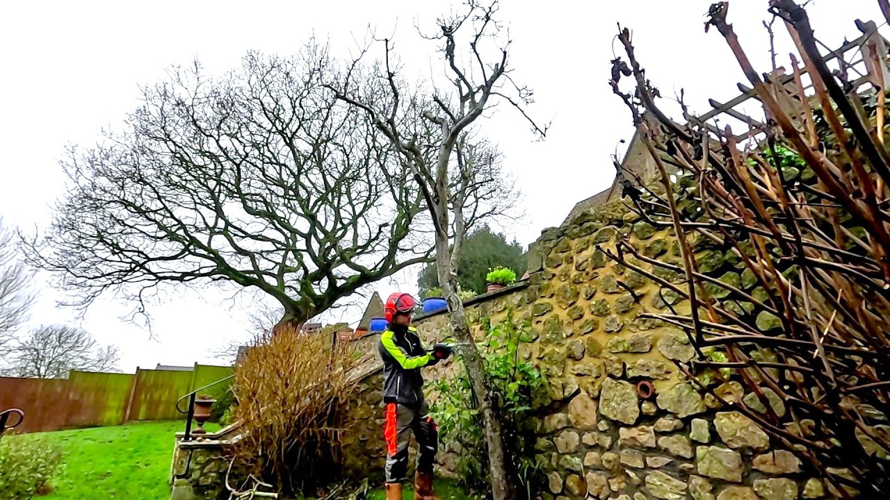 Tidying Up a Messy Tree PEONY and Cutting Down A Small PEAR Tree