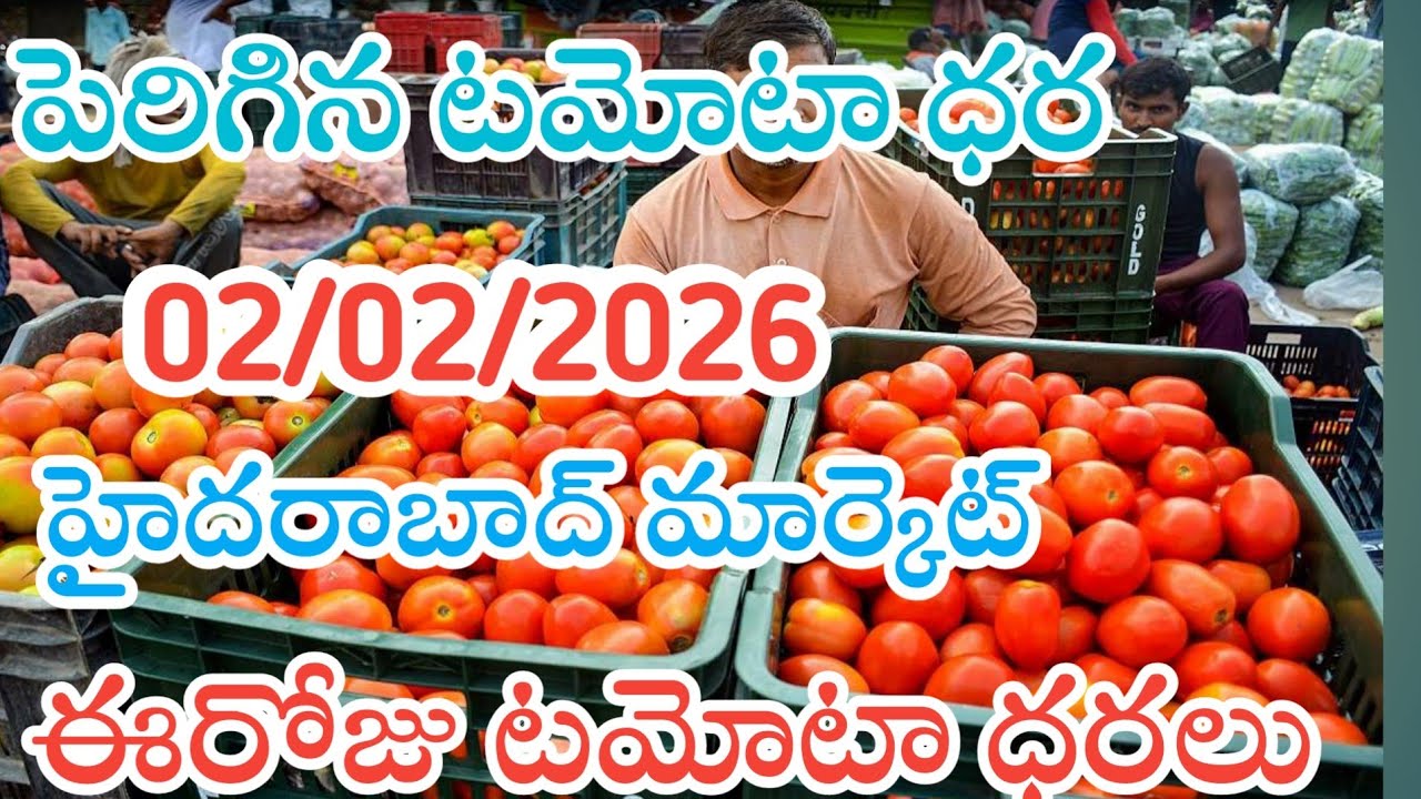 హైదరాబాద్ మార్కెట్ ఈరోజు టమోటా ధరలు /02/02/26/Today Tomato Market Hyderabad price in rate #tomato