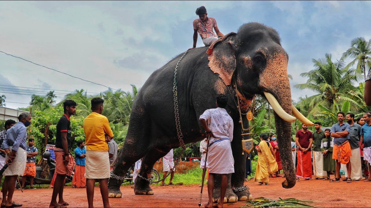 കൊളക്കാടൻ ഗണപതി 😍 Kolakkadan Ganapathi | Kerala Elephants | Kolakkadan Elephant #Elephant #aanapremi