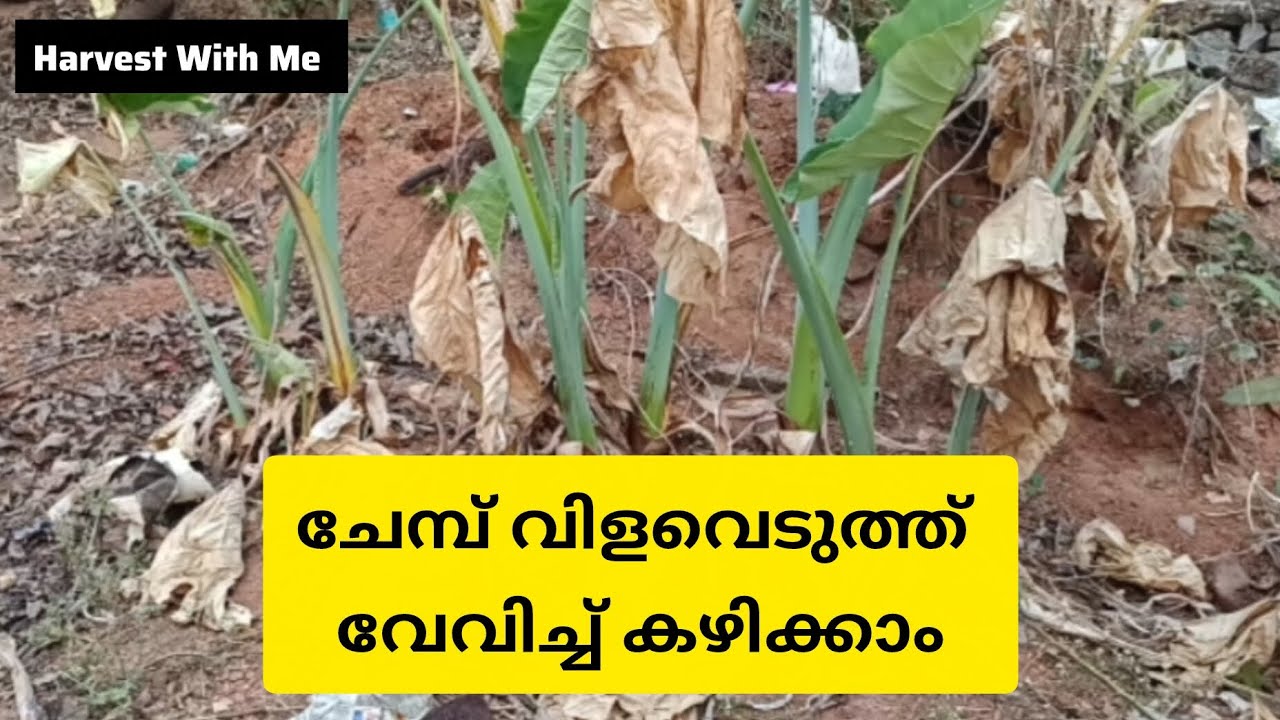 ചേമ്പ് വിളവെടുത്ത് വേവിച്ച് കഴിക്കാം #harvest #ചേമ്പ് #taro #gardening 