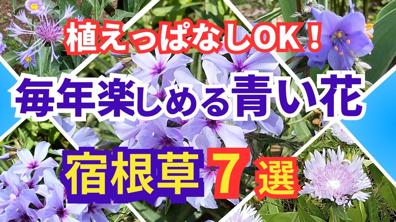 【ガーデニング】コスパ最高！植えっぱなしで毎年咲く！澄んだ青花が素敵すぎた！青い花の宿根草7選の紹介！園芸店でも続々入荷！プロから学ぶ！