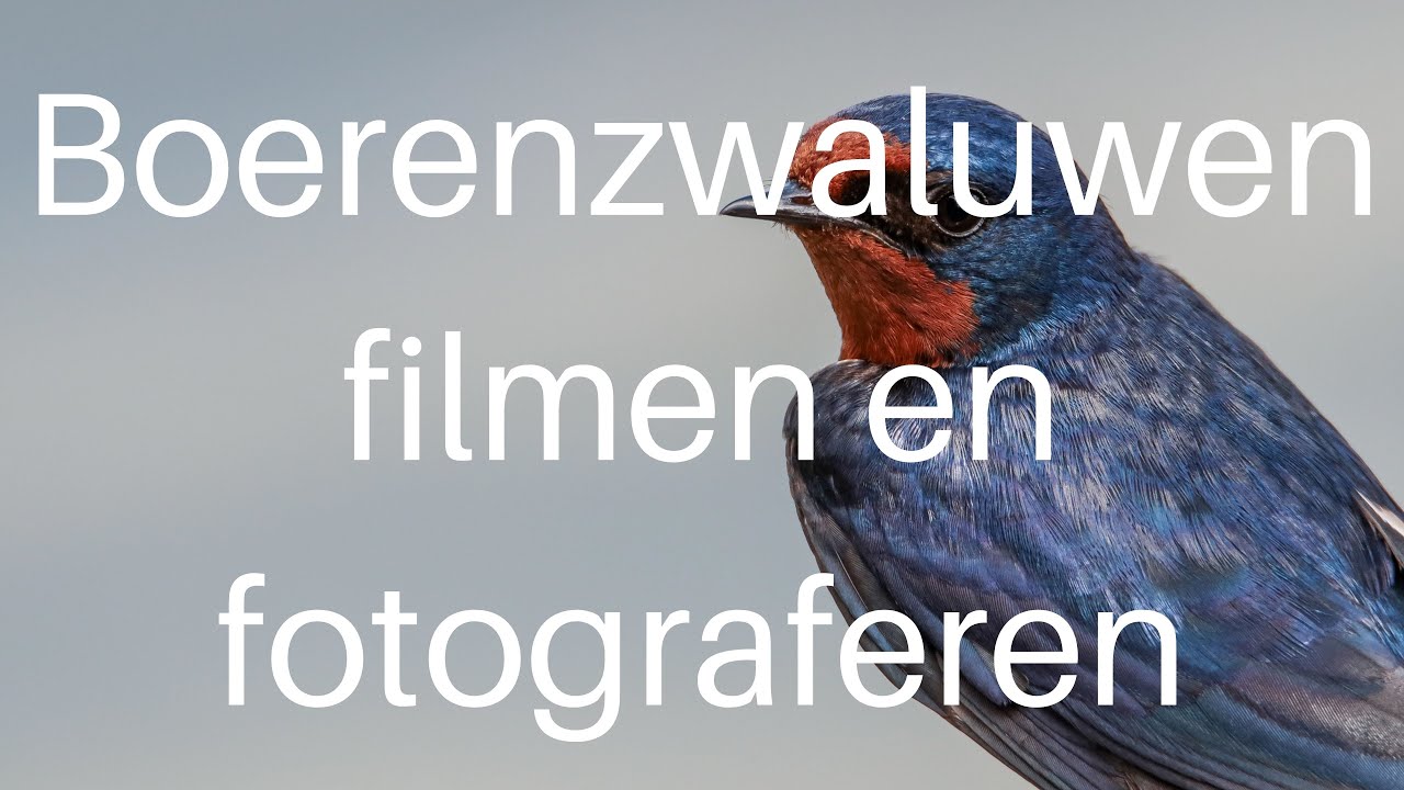 Boerenzwaluwen filmen en fotograferen met Sjaak / Filming and photographing Barn swallows #404