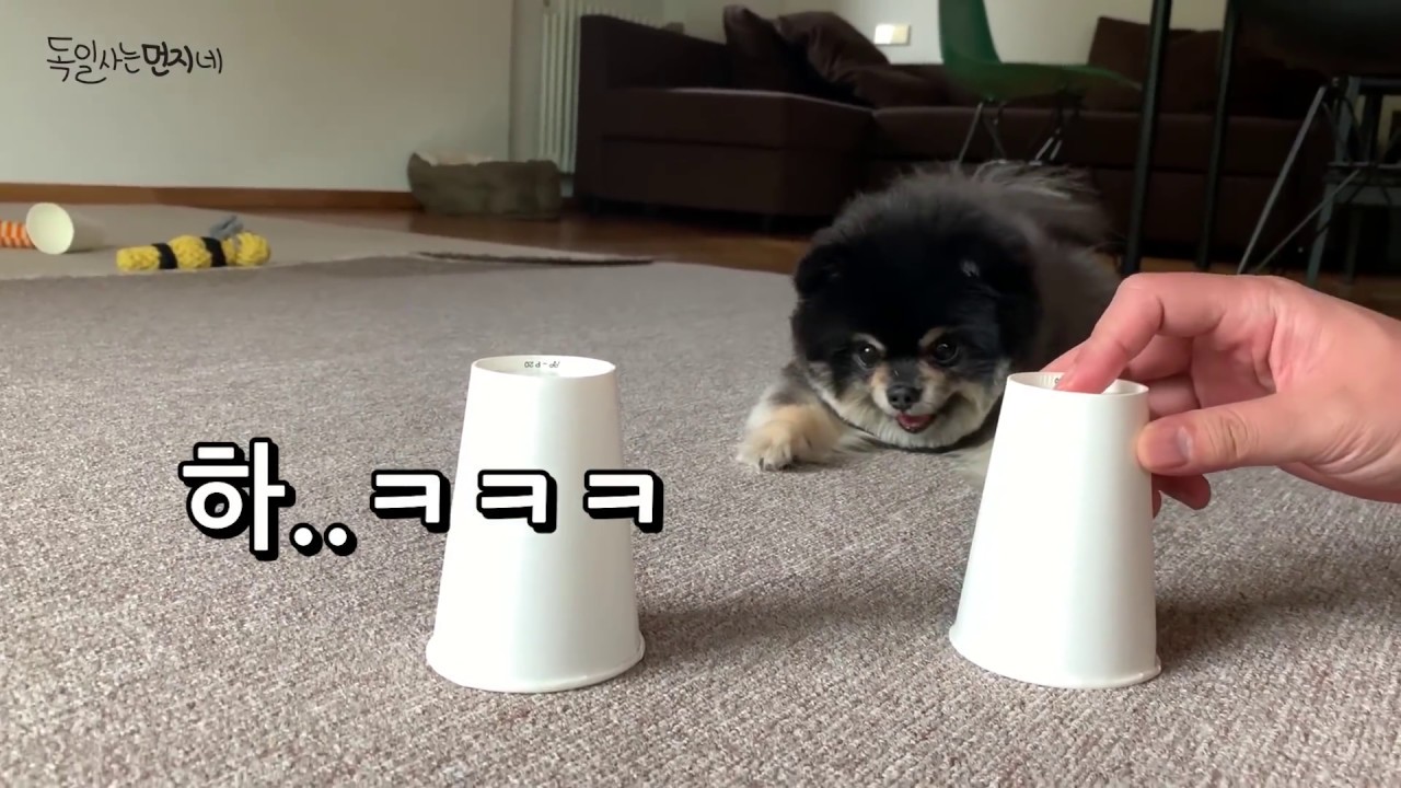 강아지도 야바위를 잘 할수 있을까 ?!! 타짜 포메라니안