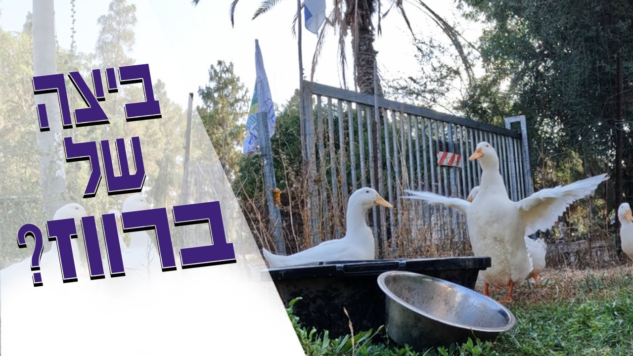 מצאנו שתי ביצים במתחם השינה של ברווזי הפקין שלנו ולא ברור אם הם אלה שהטילו אותן