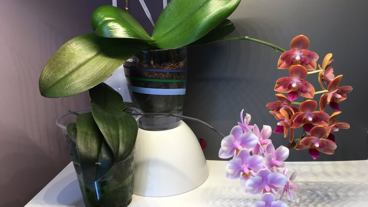 Wie geht es den Mini Phalaenopsis Orchideen? /  Semi Hydroponic / Sphagnum Moos