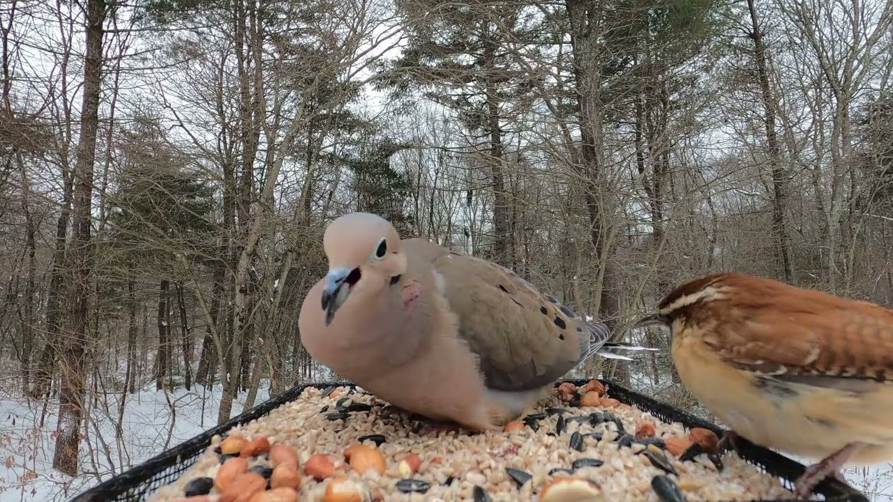Mourning Dove, Carolina Wren and More