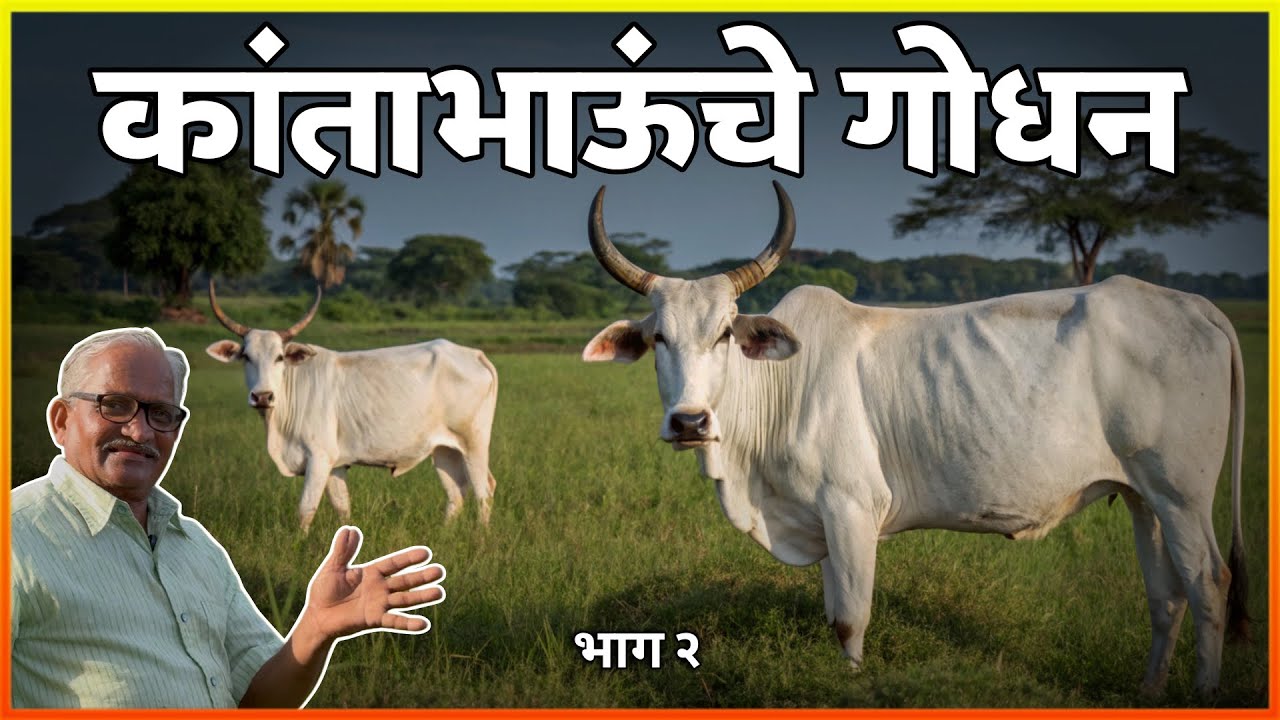 कोकणी आजोबा सांभाळतात देशी गायी | Gau Seva in Konkan