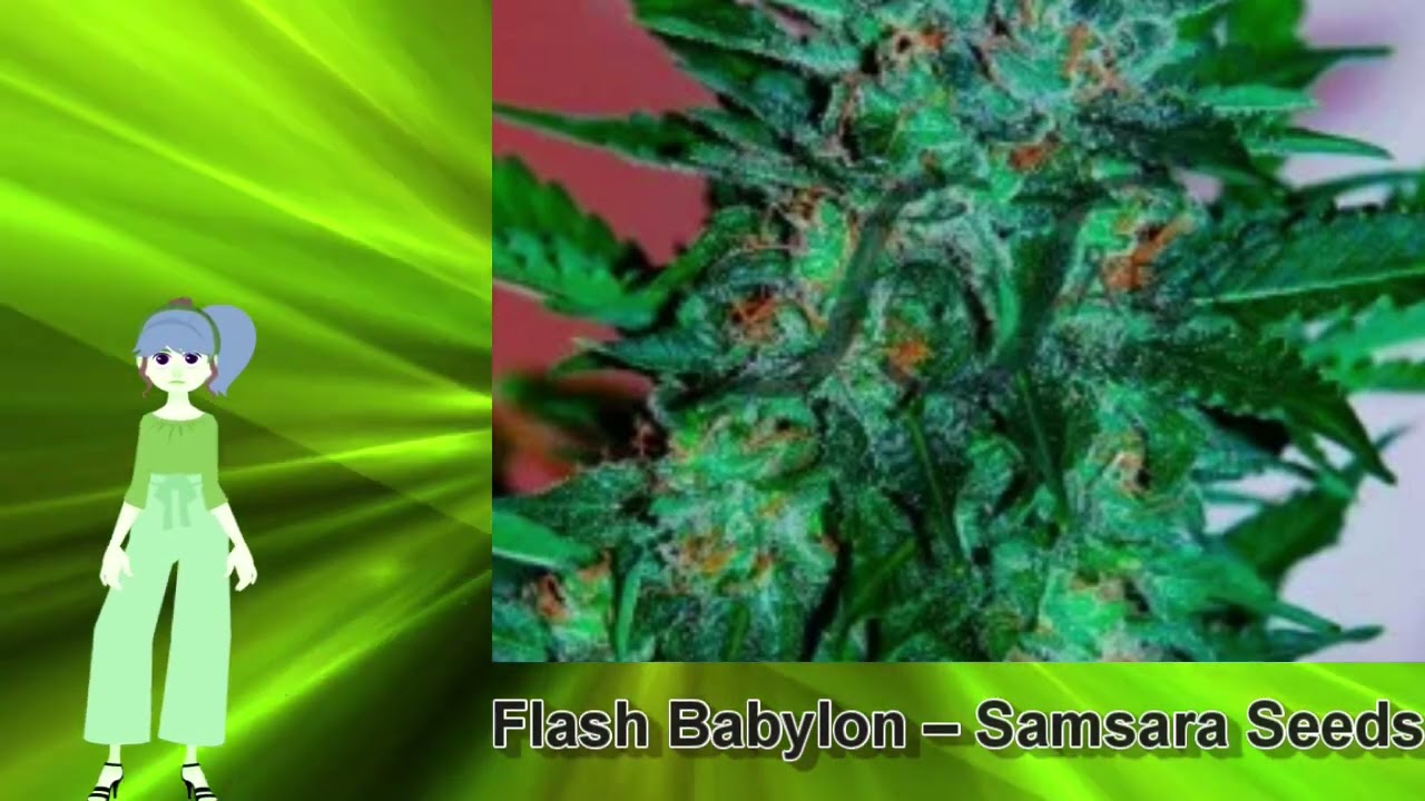 Flash Babylon &ndash; Samsara Seeds