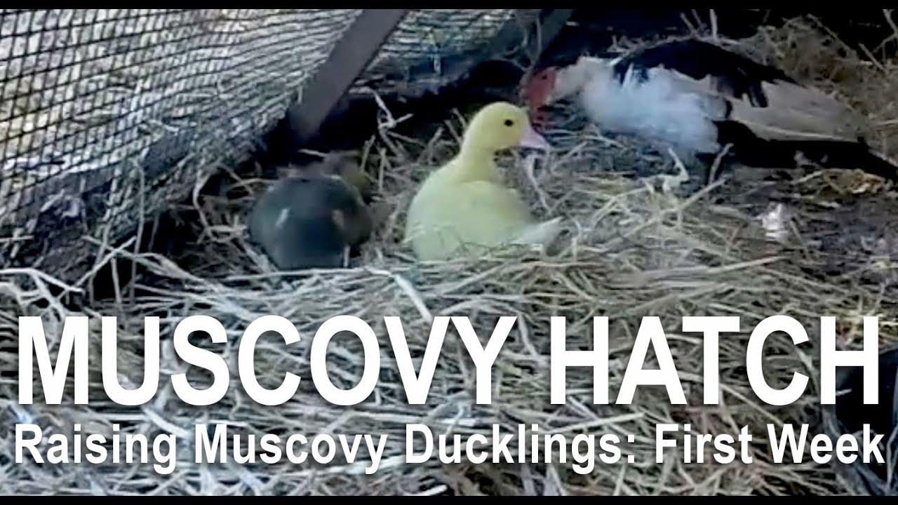Muscovy Ducklings; New life on the Homestead