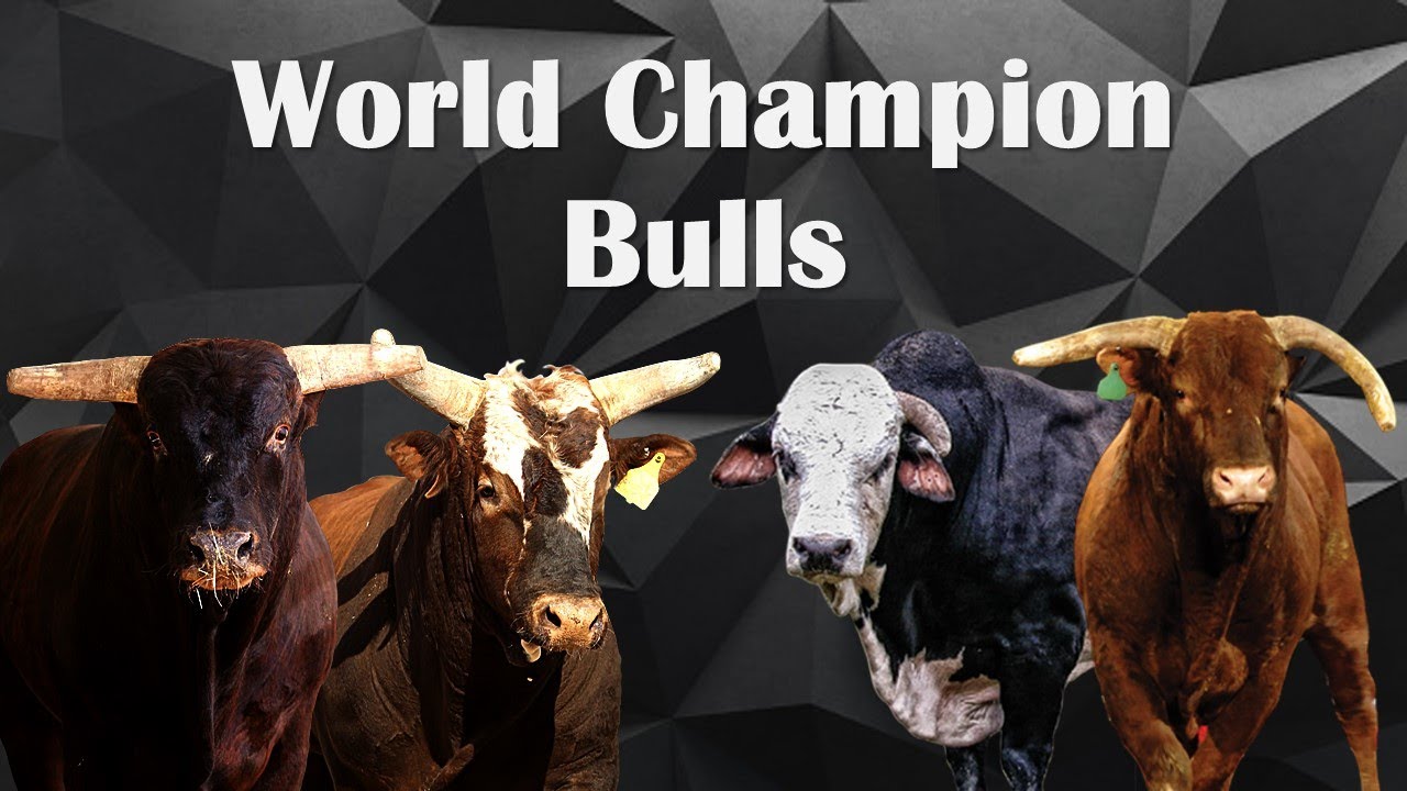 WORLD CHAMPION BULLS (1995-2021)