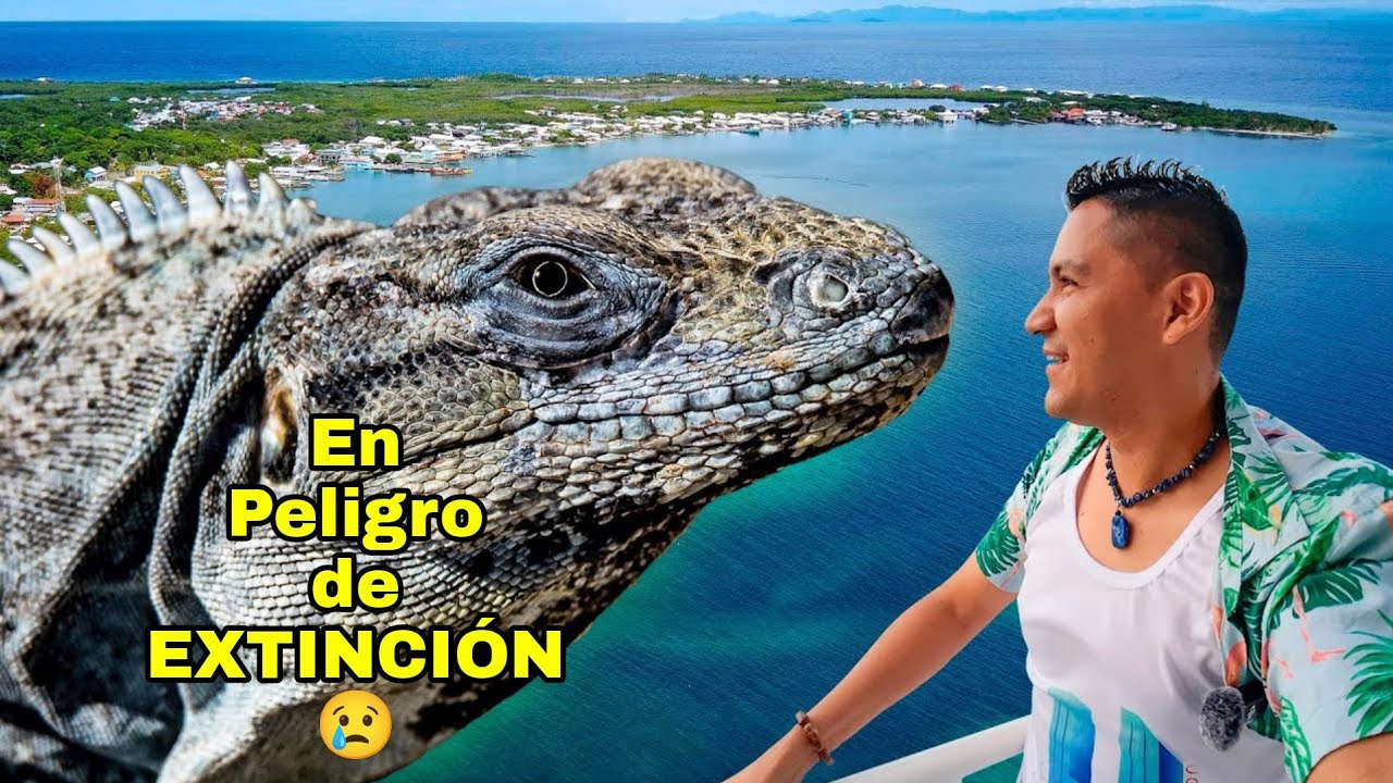En busca de SWAMPY, LA 