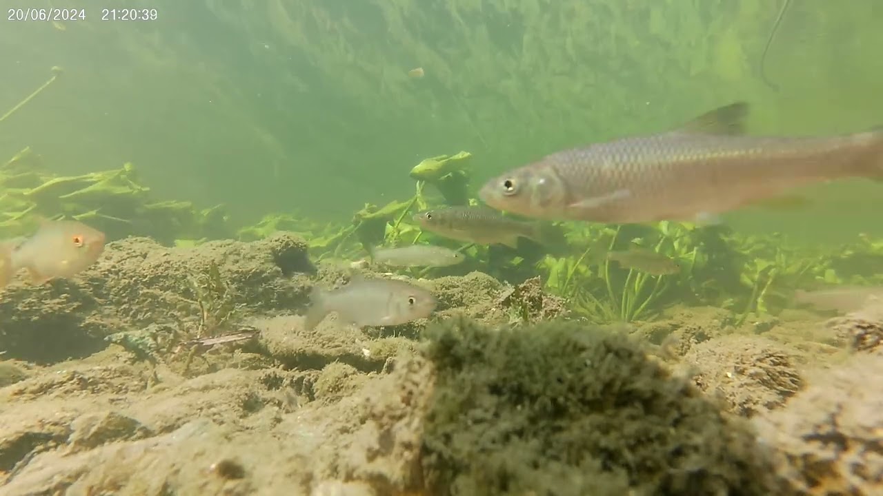 la vie dans nos rivières  