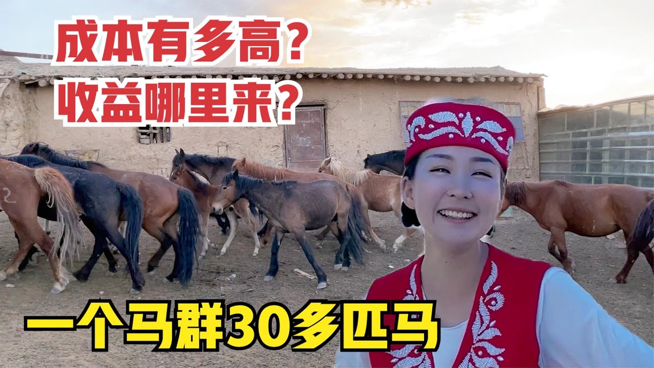 【驰娜尔】 花几十万养马只是爱好？新疆姑娘实力养马群，30匹马收益才这点