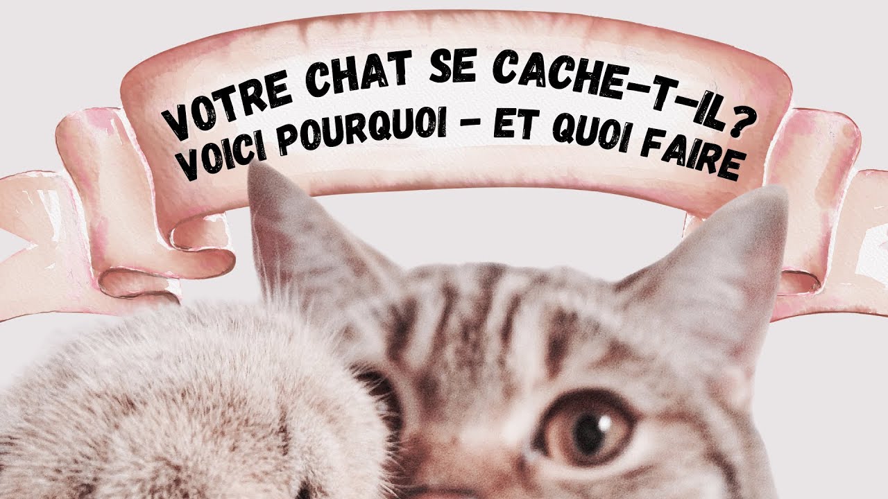 Votre Chat Se Cache-T-il ? Voici Pourquoi - Et Quoi Faire 🐱