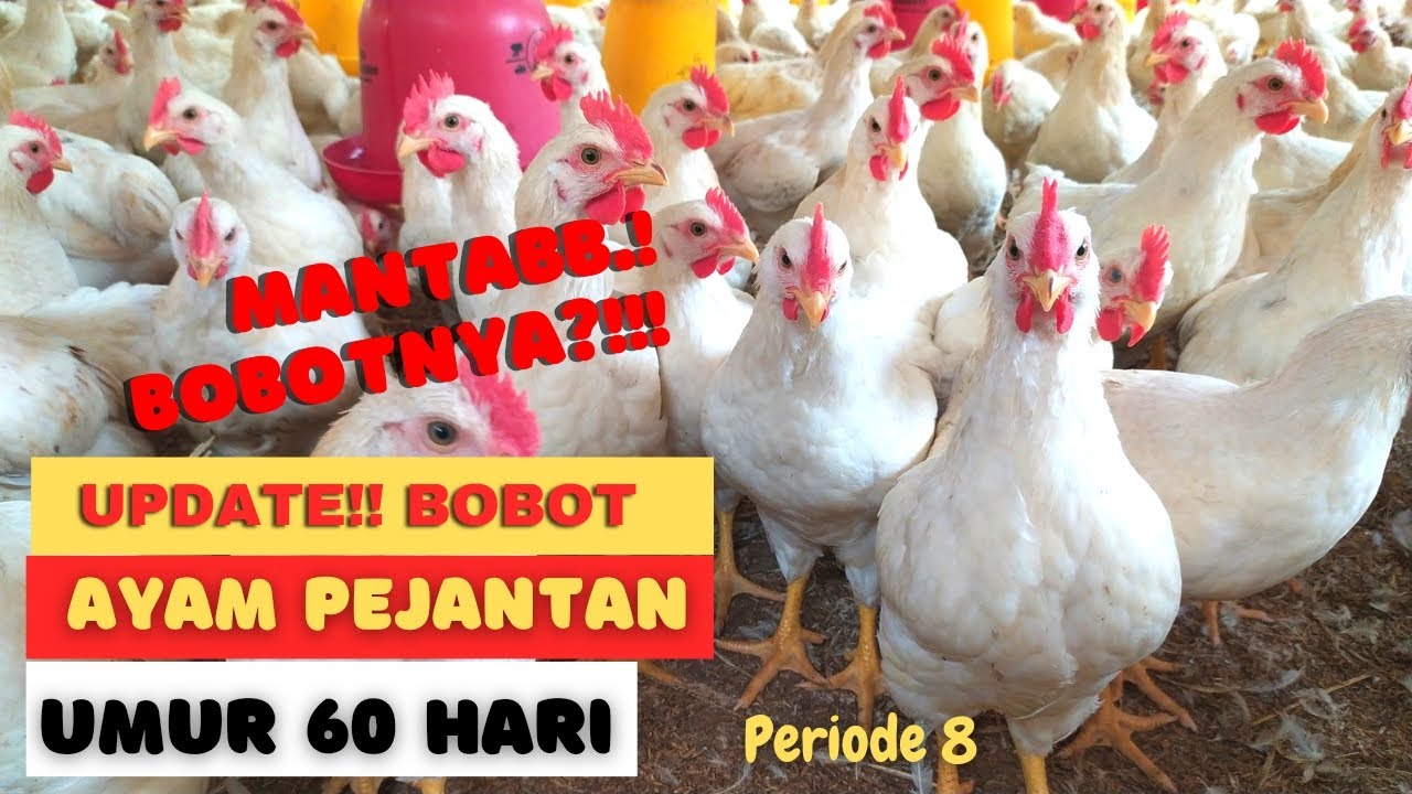 Siap Panen!!, Ayam pejantan umur 60 hari, Joss bobotnya!?