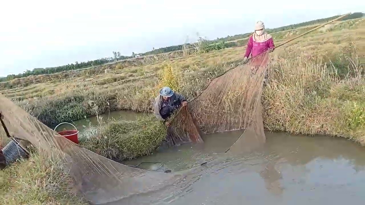 Cá lóc con bạn ơi có hai con mặt