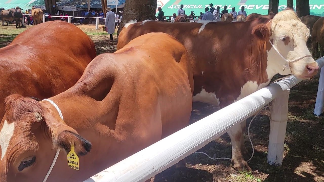 Nairobi international trade fair (livestock department walk through)