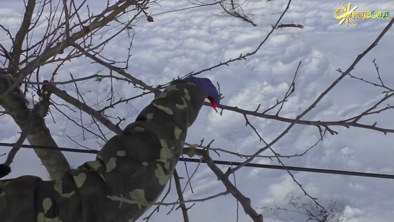 Як правильно обрізати грушу: поради фахівця ✂🌳