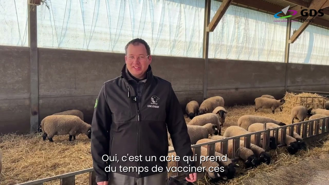 Vincent, éleveur ovins dans le Pas-de-Calais nous partage son expérience (version courte)