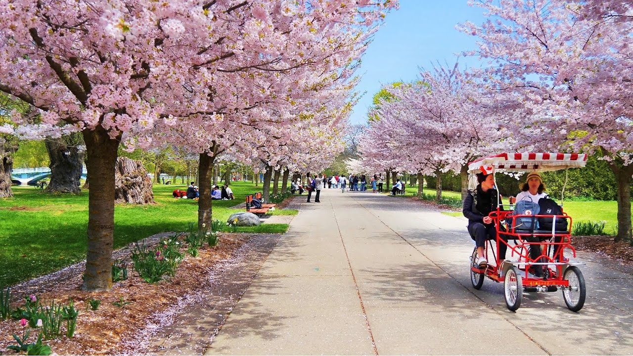 Toronto Centre Island Tour 2025 Cherry Blossom and Walking Tour of Ward's Island Village